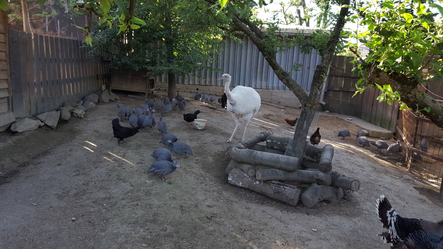ZOO farma Snina - AJC Snina