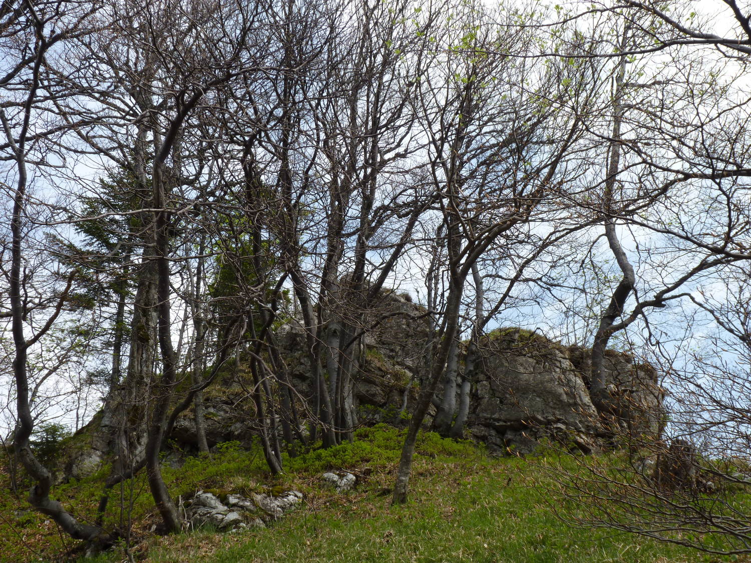 Majerova skala