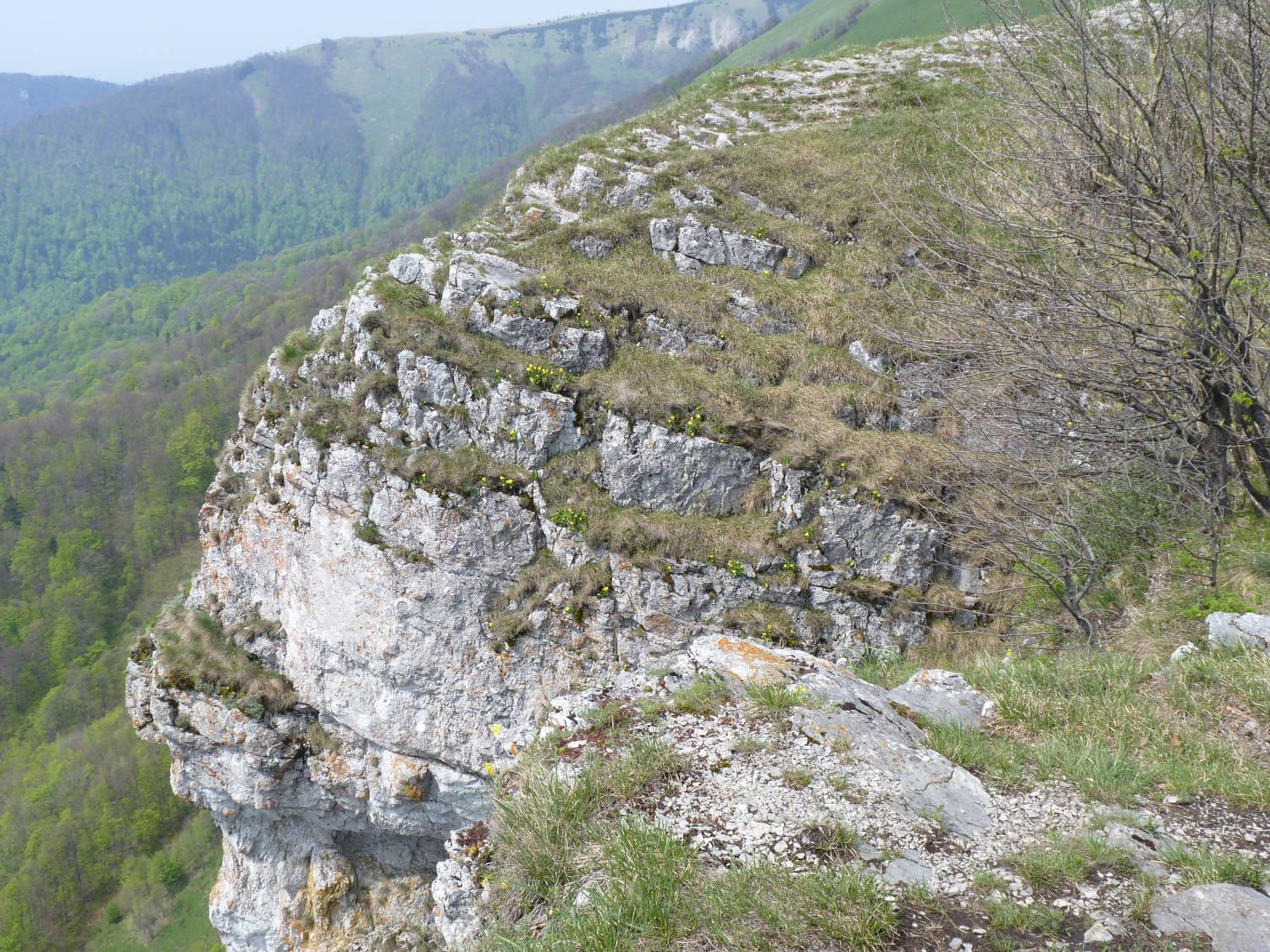 Majerova skala