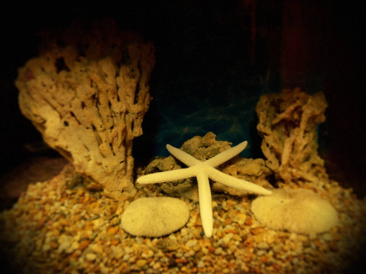 Escape room Nautilus