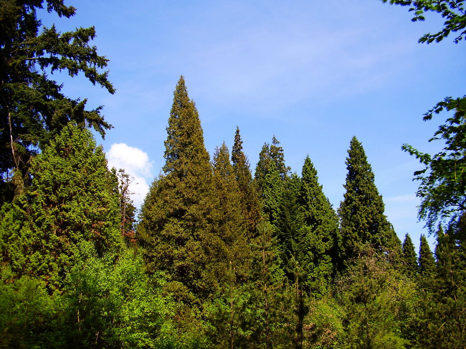 Arborétum Kysihýbeľ