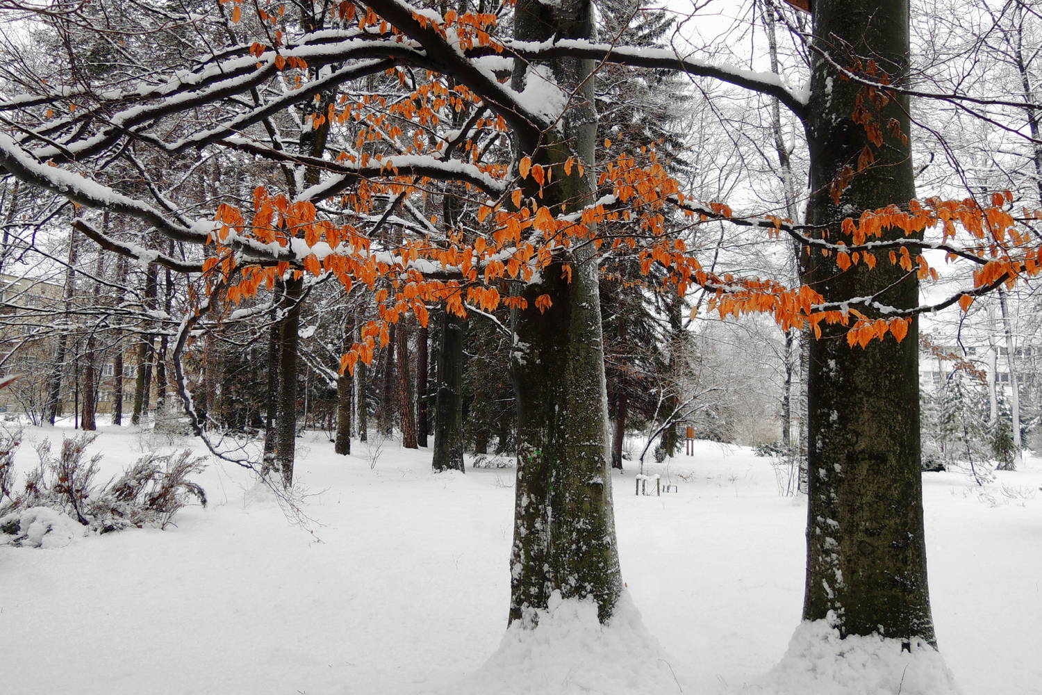 Hrádocké arborétum