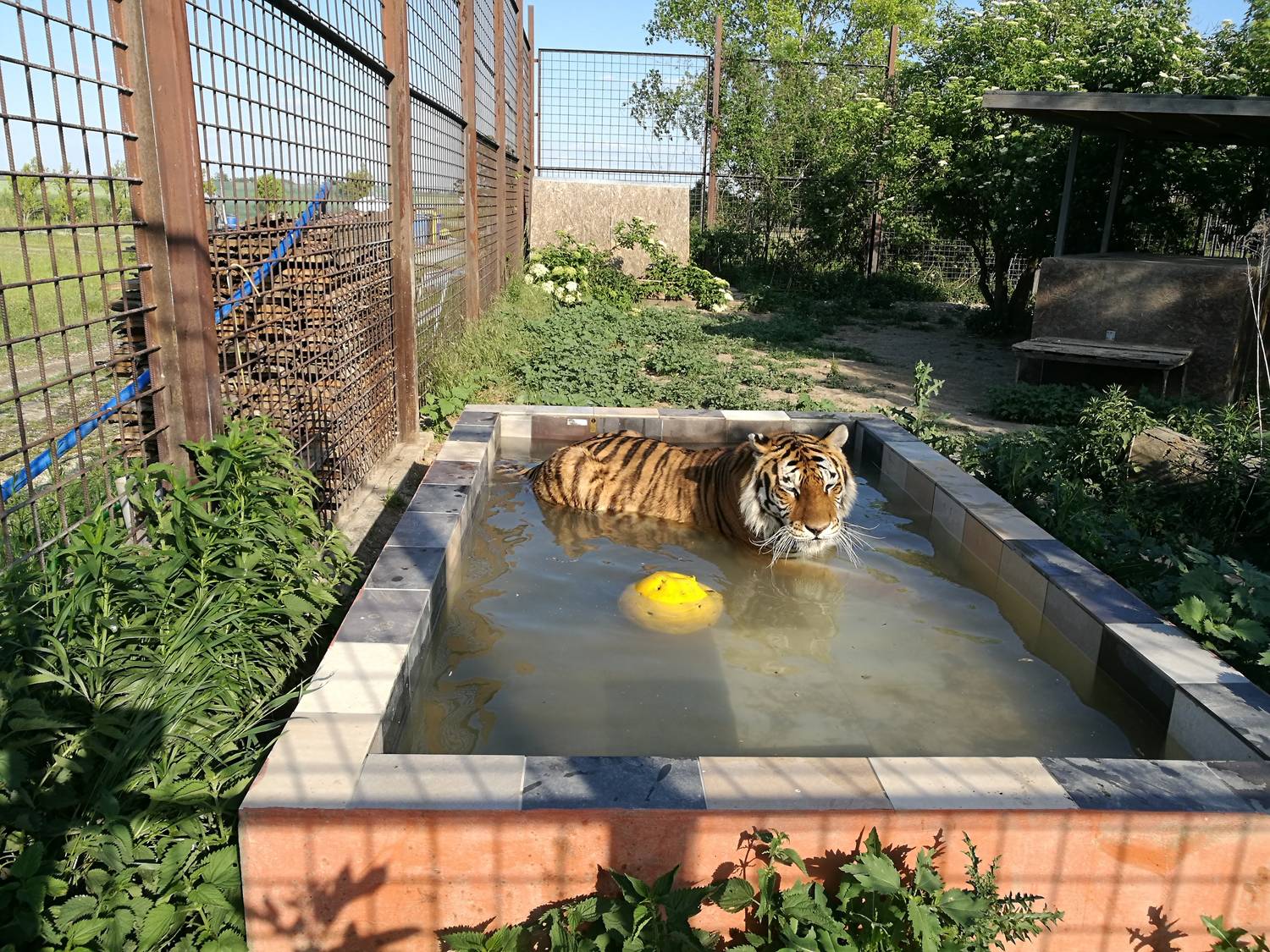 Oáza sibírskeho tigra