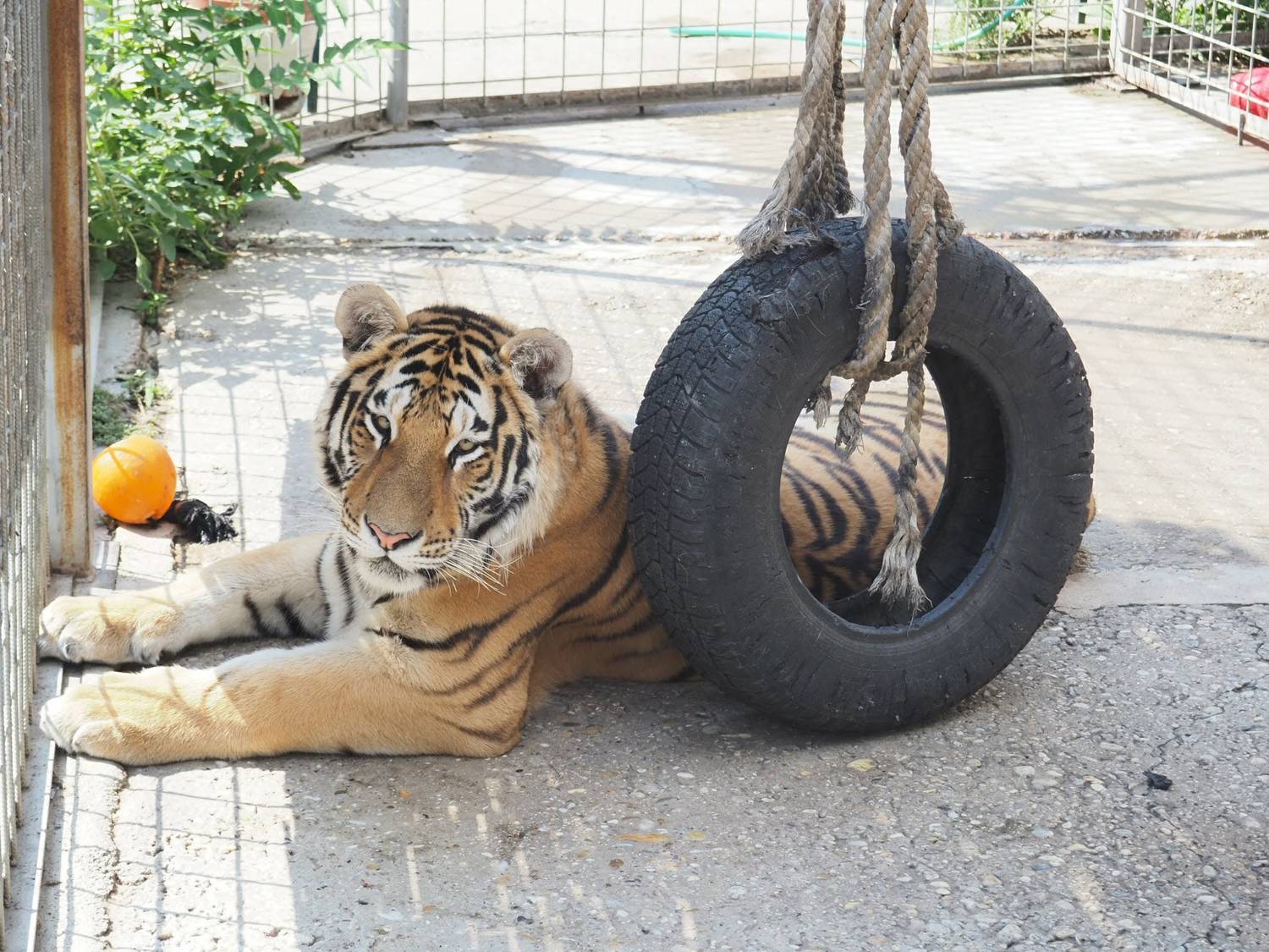 Oáza sibírskeho tigra